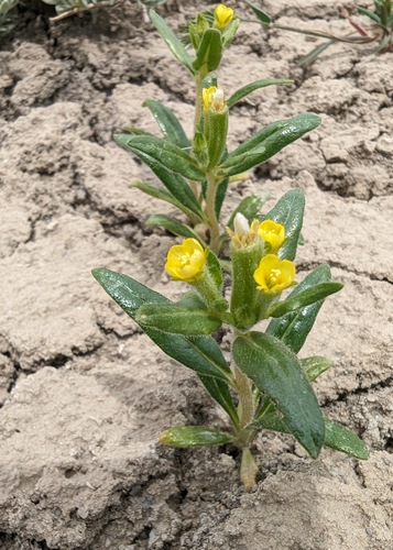 Mentzelia thompsonii